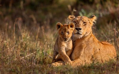 Ngorongoro Conservation Area