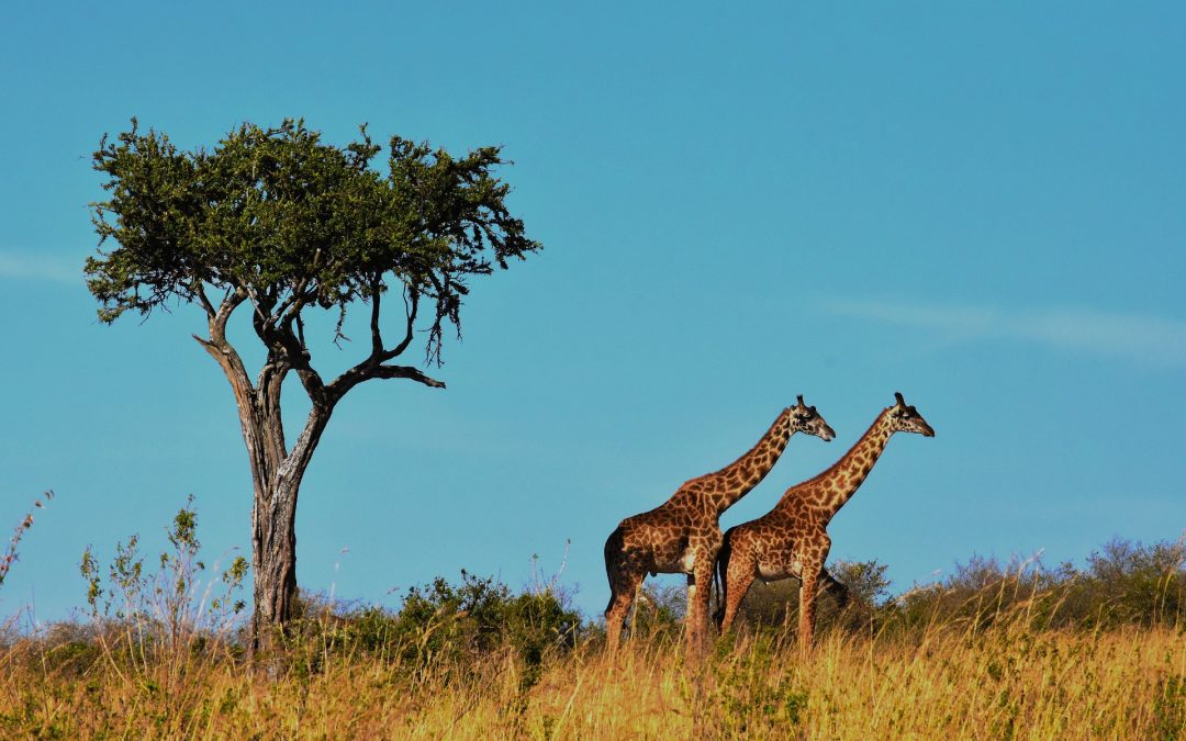 6 Day Tarangire, Serengeti and Ngorongoro Crater