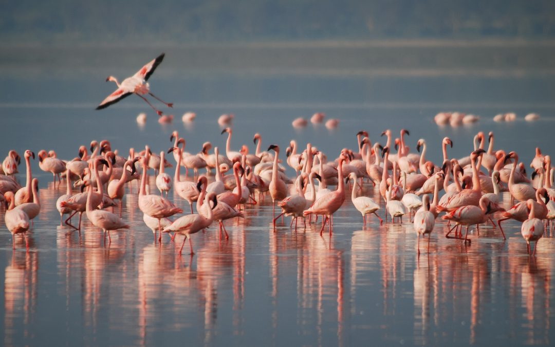 Lake Manyara National Park