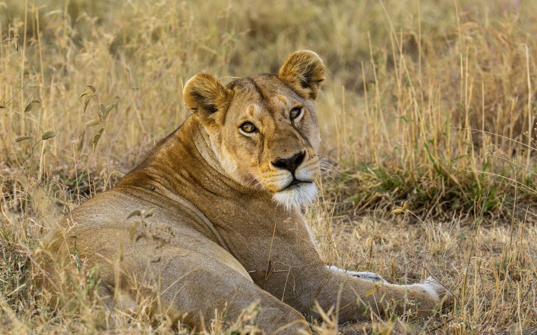 Day Trip Safari Bookings From Arusha