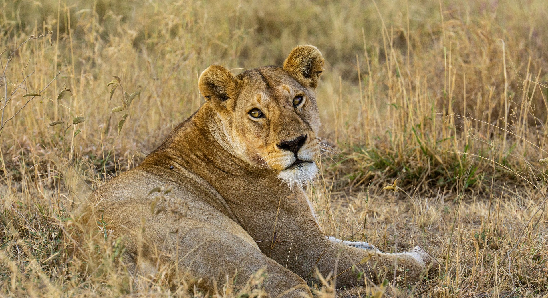 Lion at serengeti national park