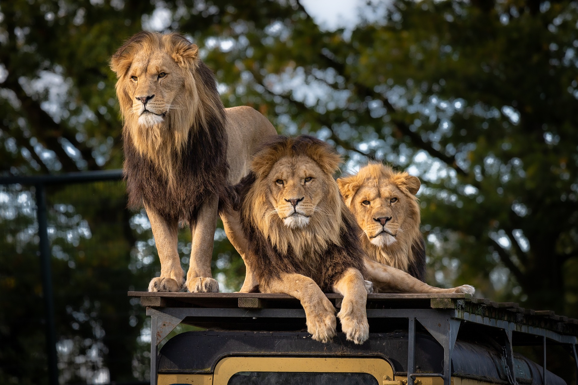 lion at serengeti tanzania