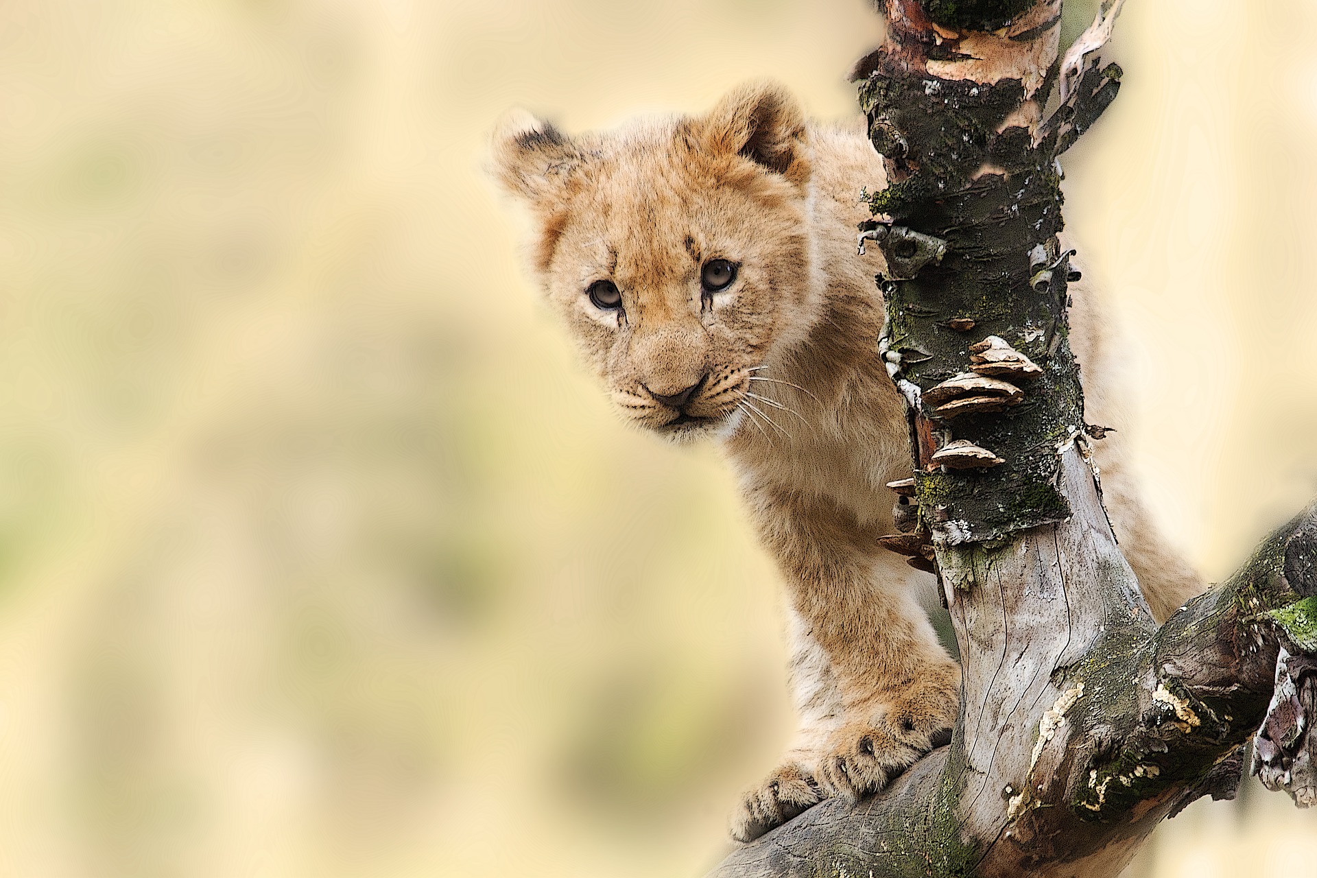 Tanzania Safari lion cub