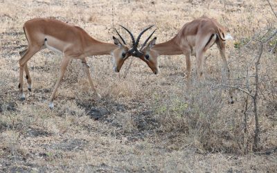 Arusha National Park