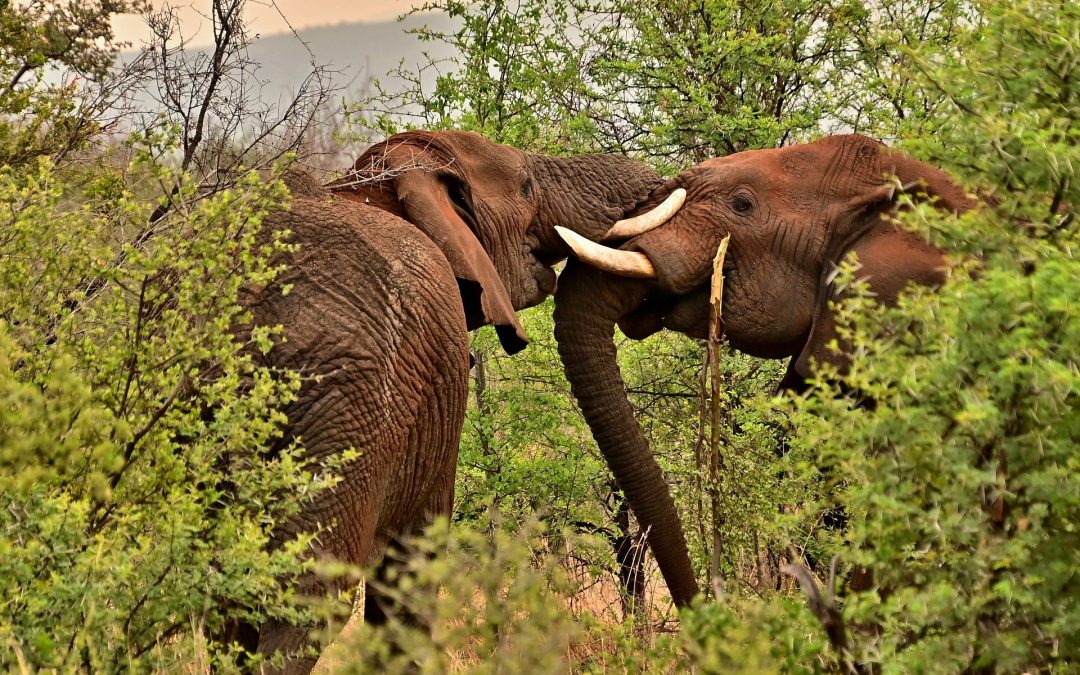 Elephants in Tanzania