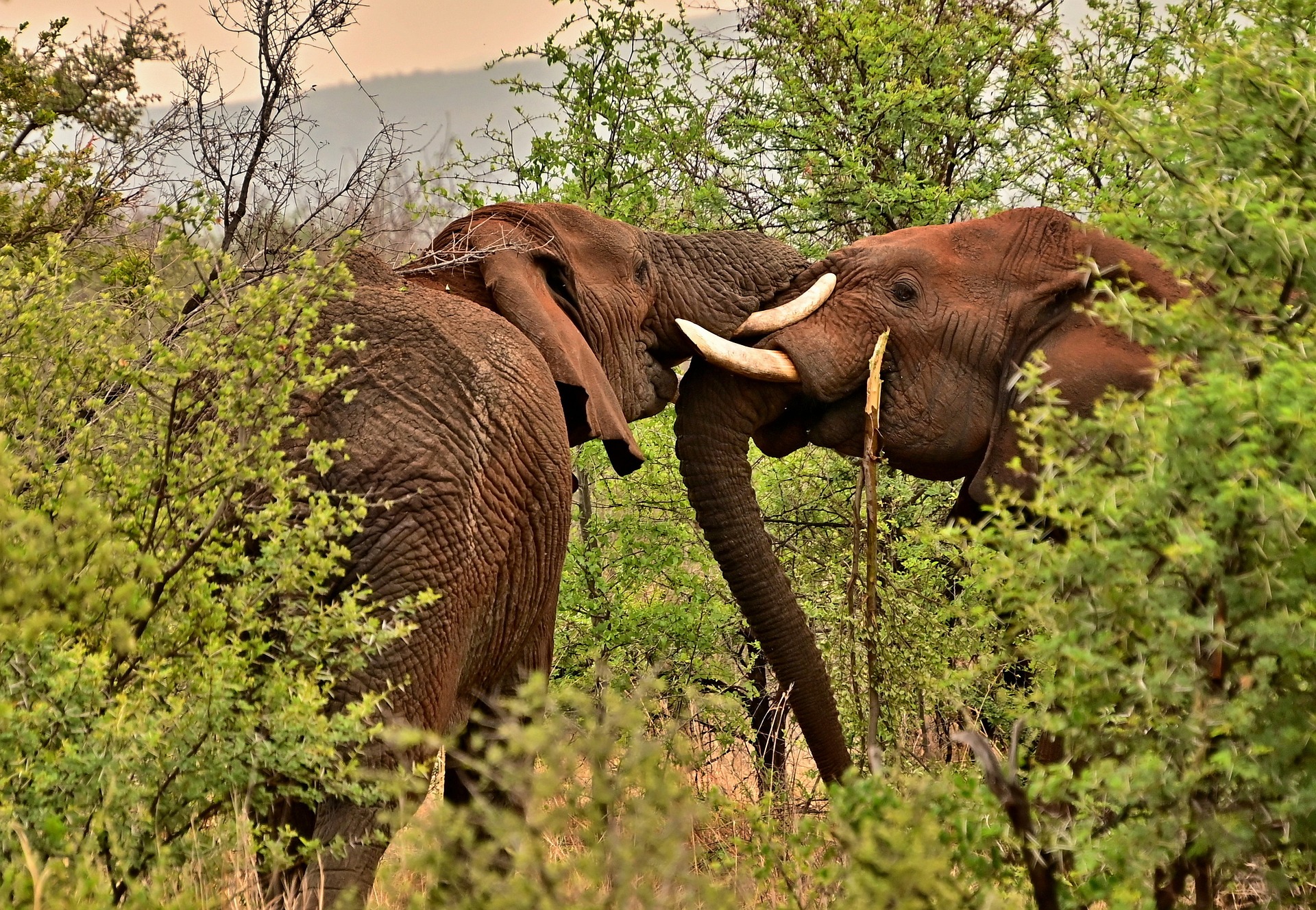 Elephants in Tanzania