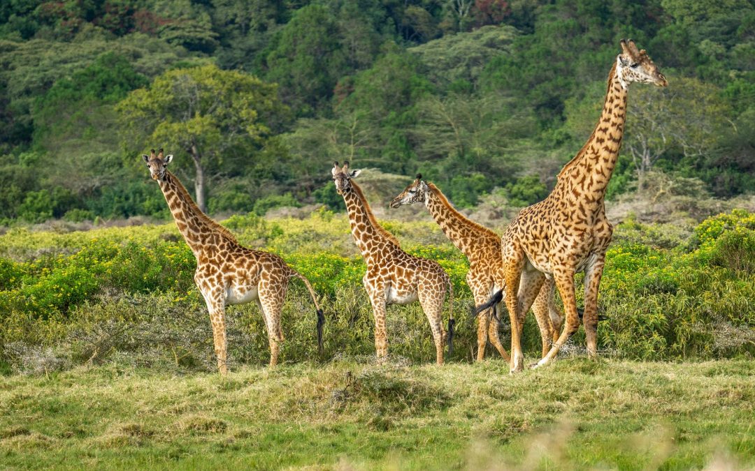 giraffes in Serengeti