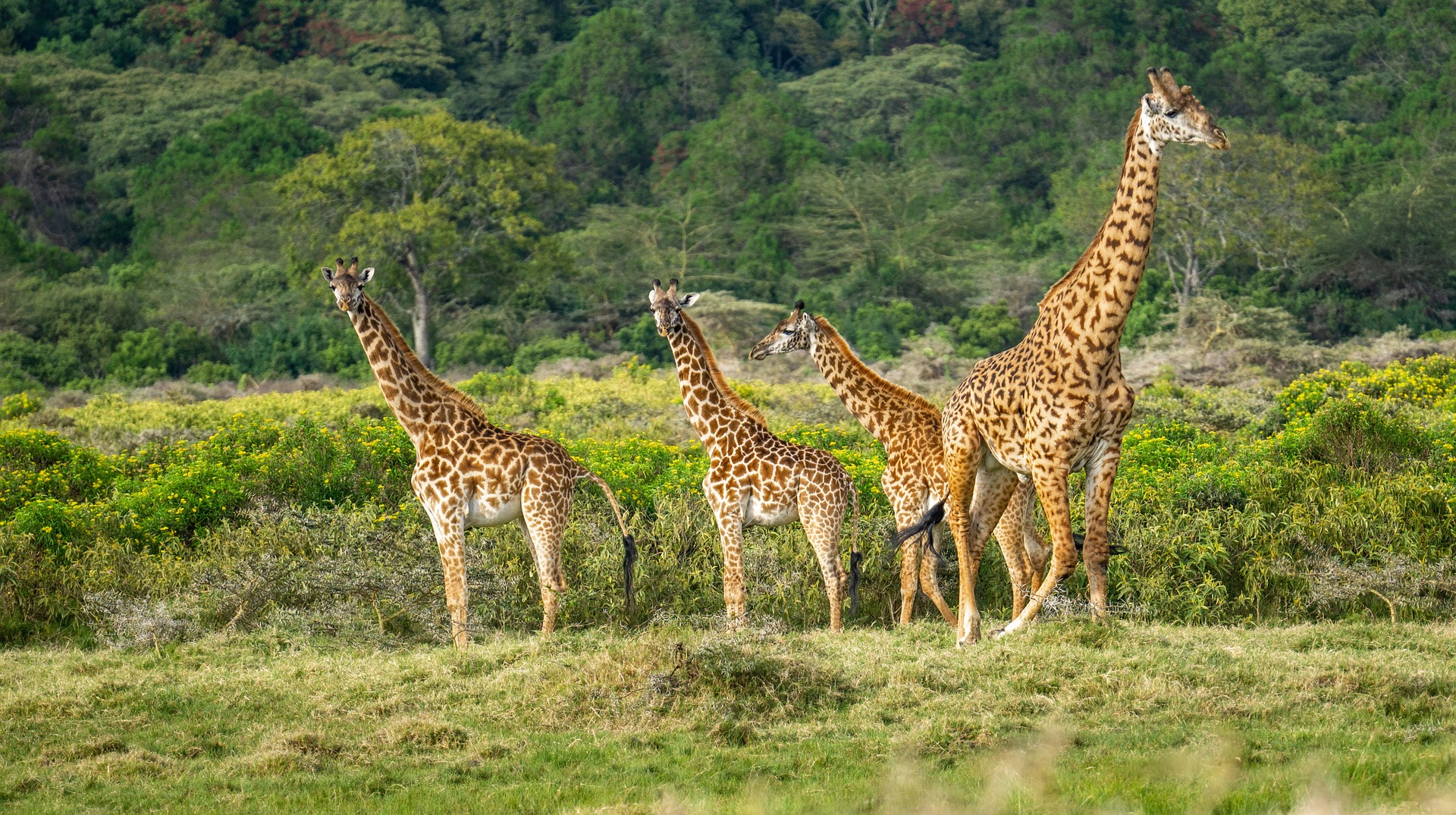 giraffes in Serengeti