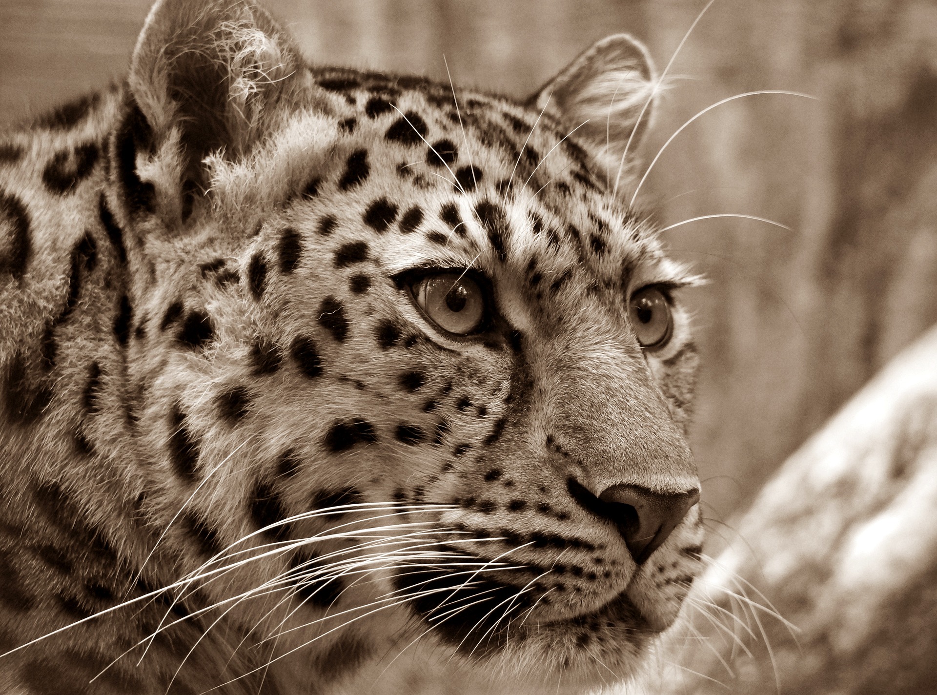 leopard serengeti tanzania safari