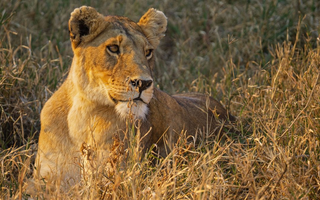 Arusha safari bookings deals eco lodges