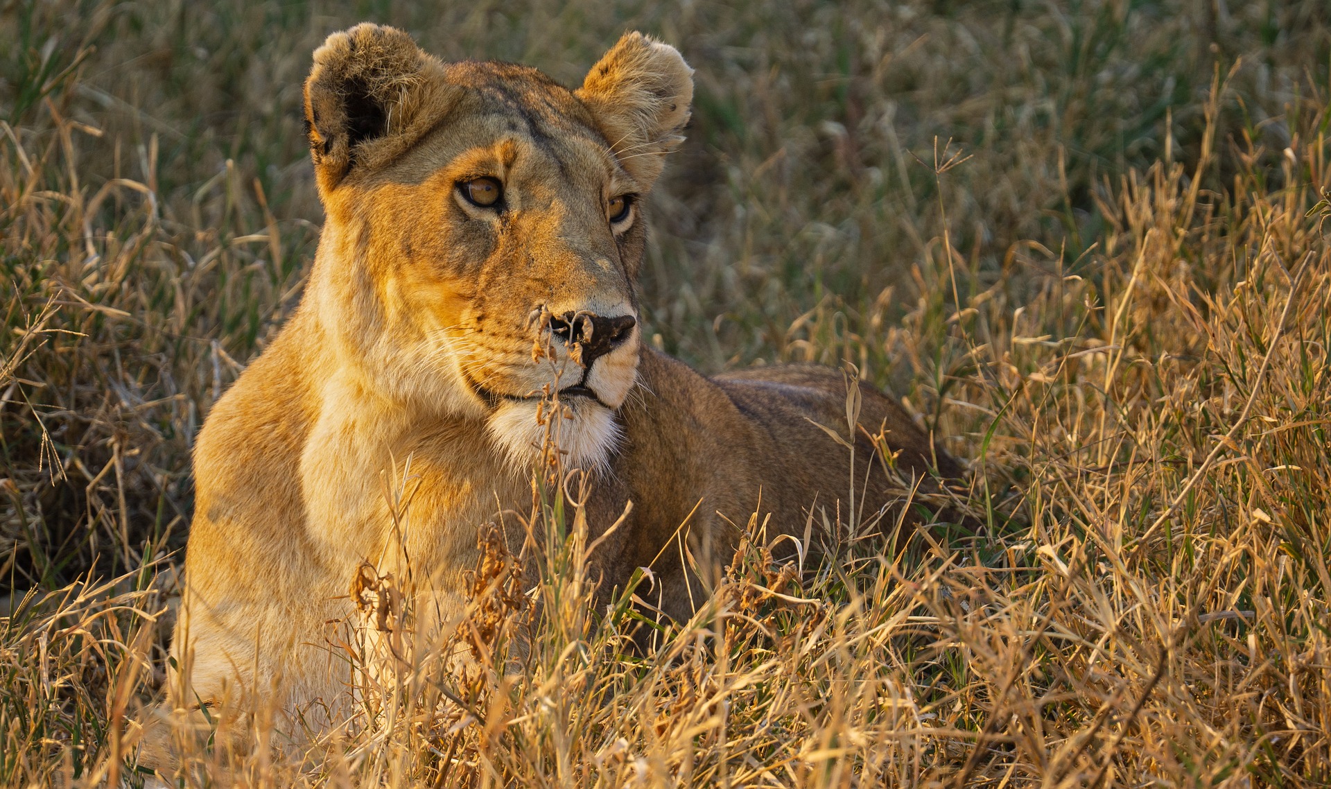 Arusha safari bookings deals eco lodges