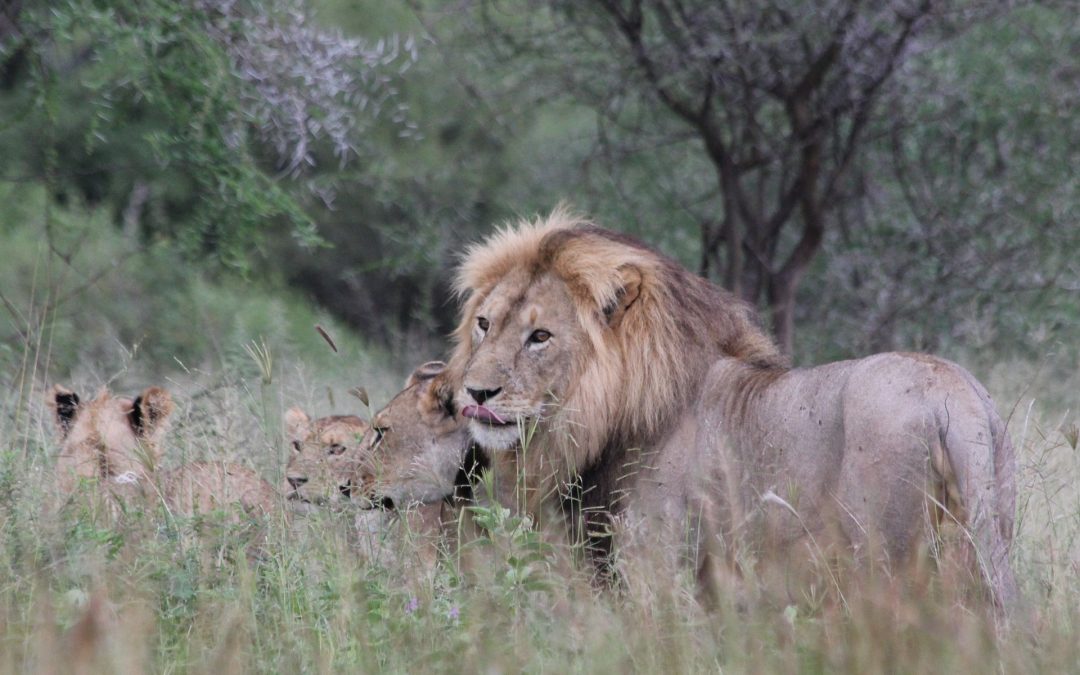 8-Day Tanzania Group Joining Wildlife Photographic Safaris