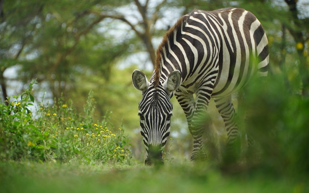 3-Day Tanzania Group Joining Safari